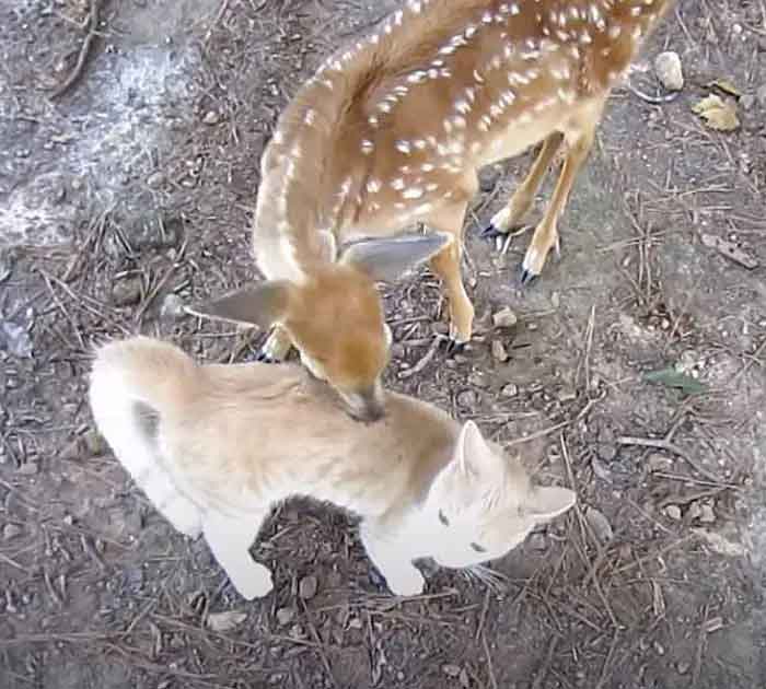 amizade-entre-animais-diferentes