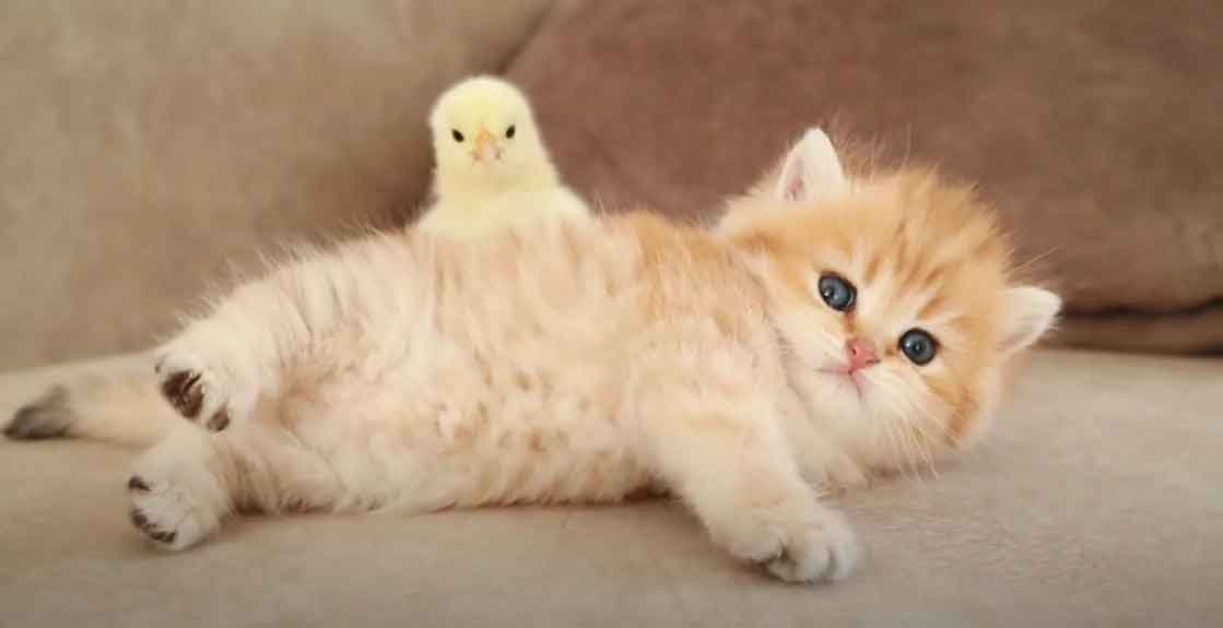 amizade-entre-gato-e-galinha