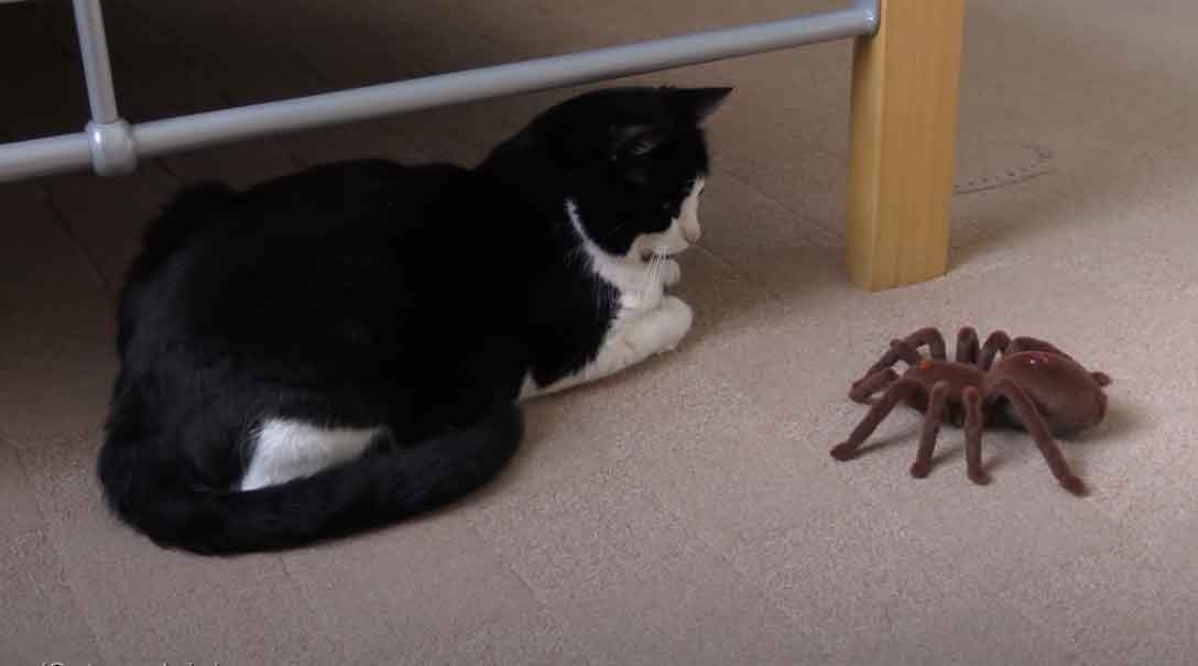 aranha-e-gato