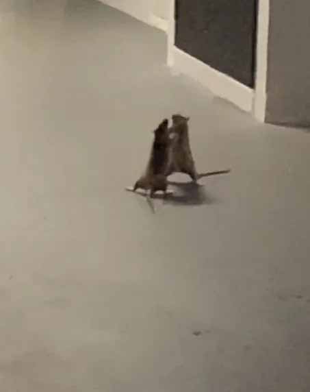 briga-de-ratos