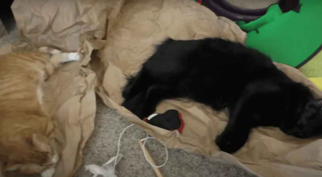 como-é-viver-com-gatos