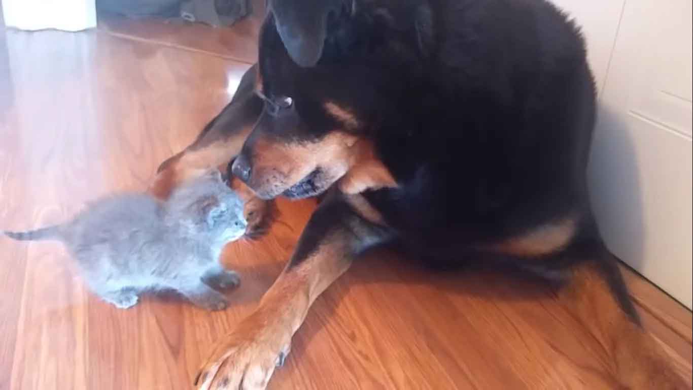 filhote-de-gato-e-cachorro-amizade
