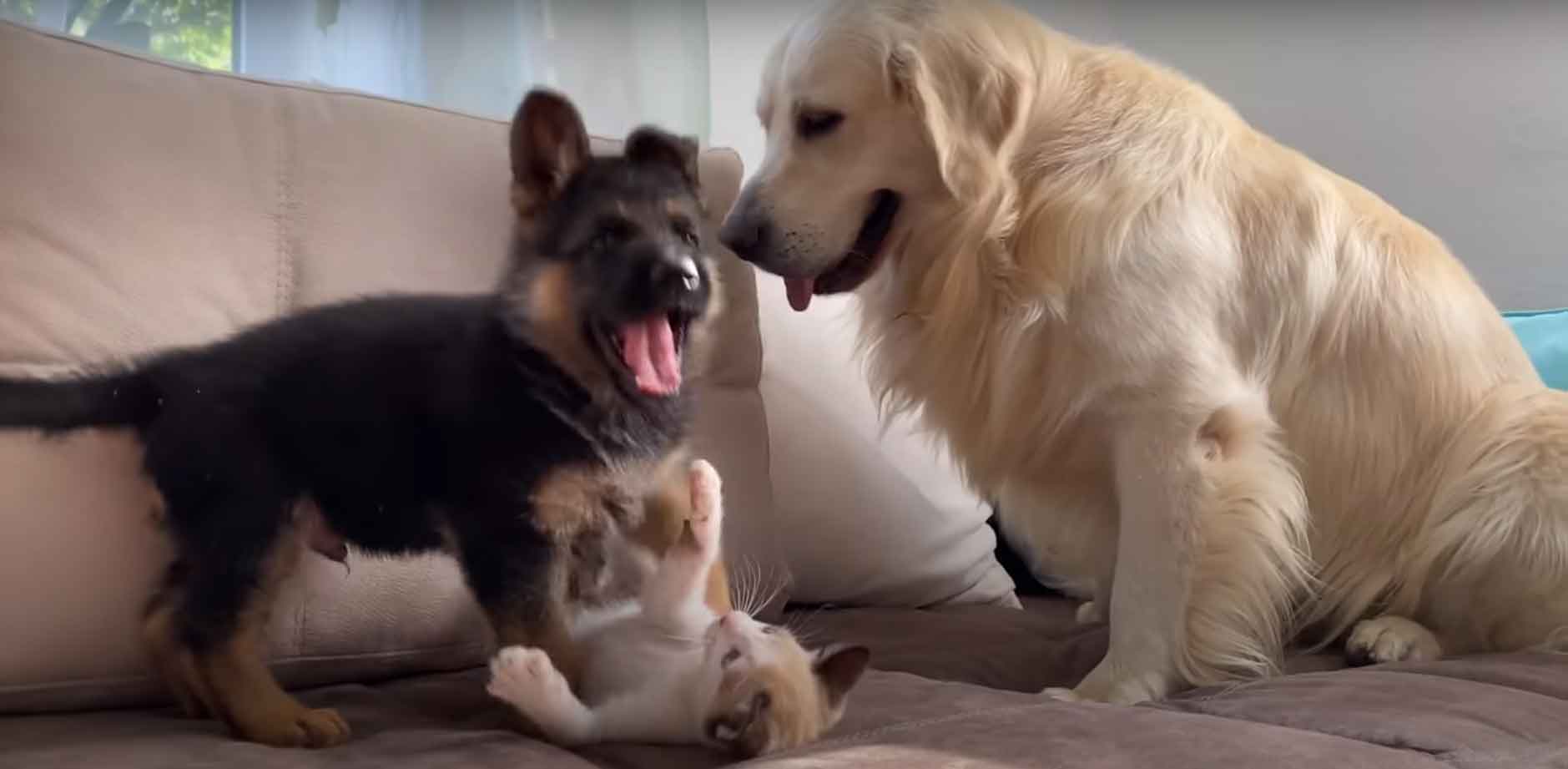 gatinho-e-cãozinho