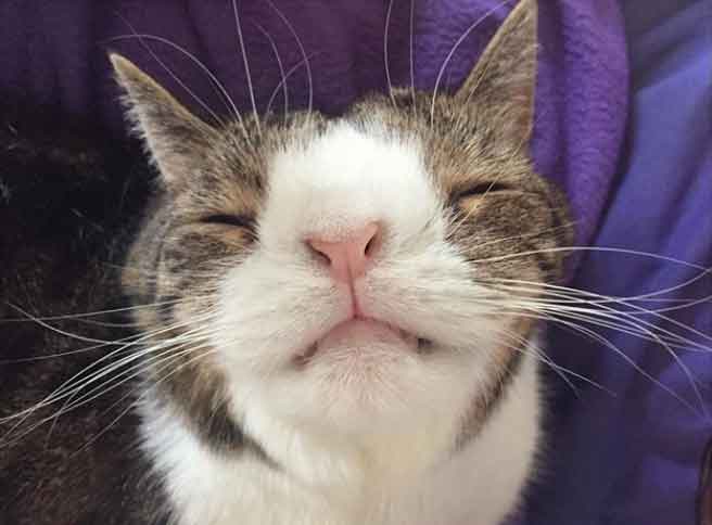 gatinho-espirra