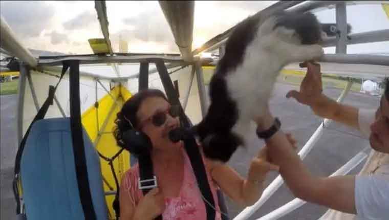 gatinho-na-asa-do-avião