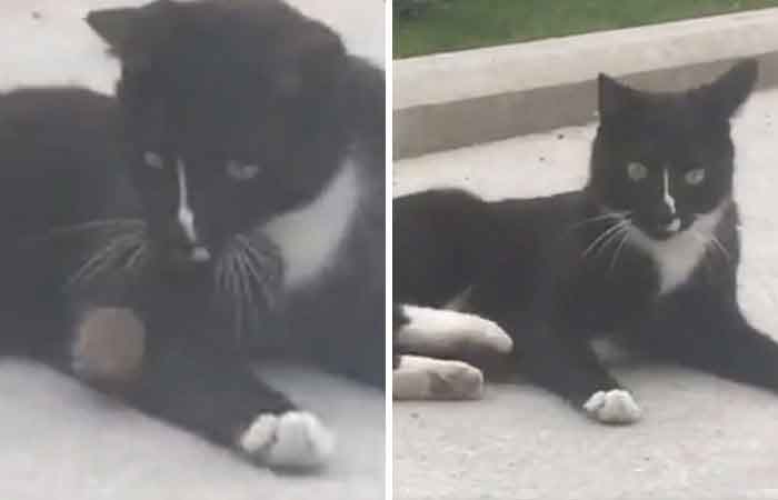 gato-e-rato-brincando