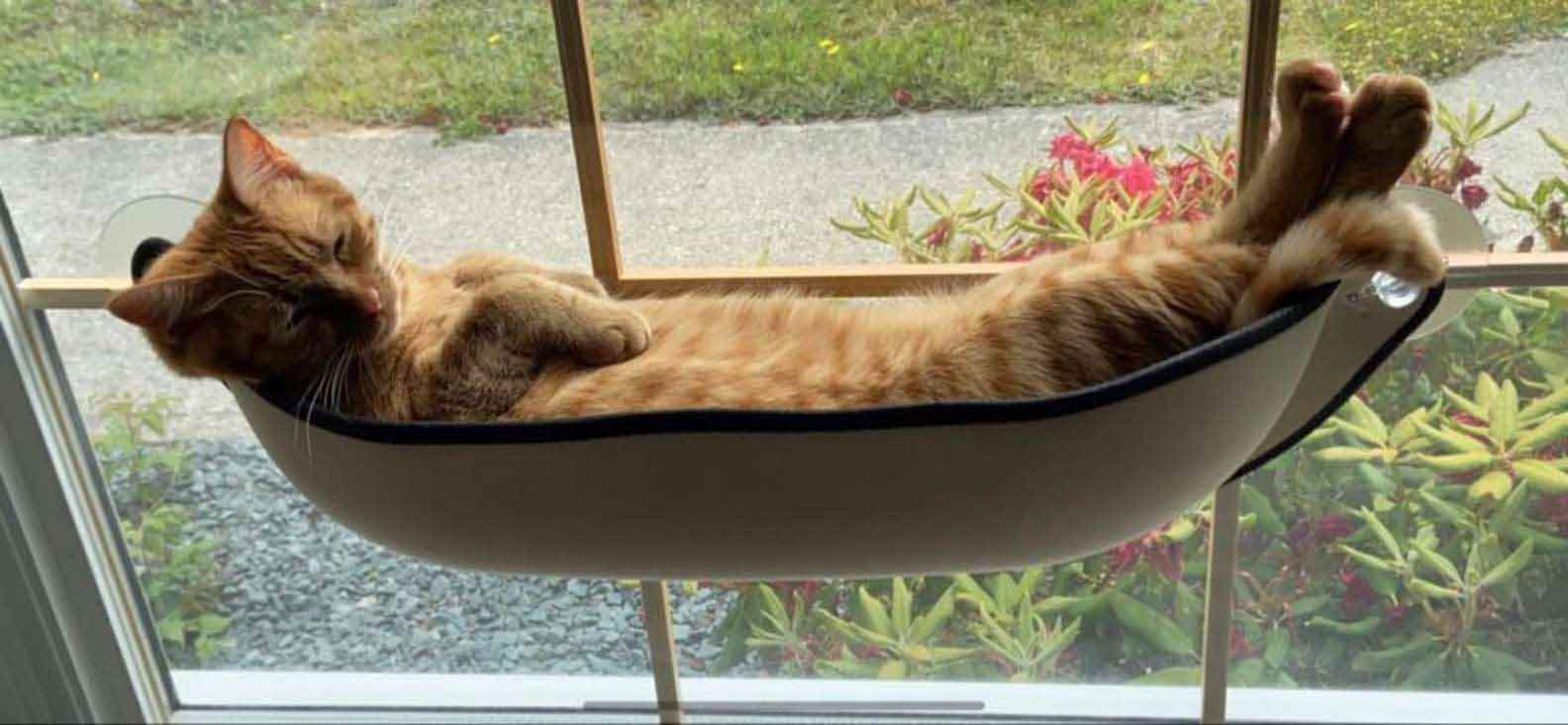 gato-tranquilo