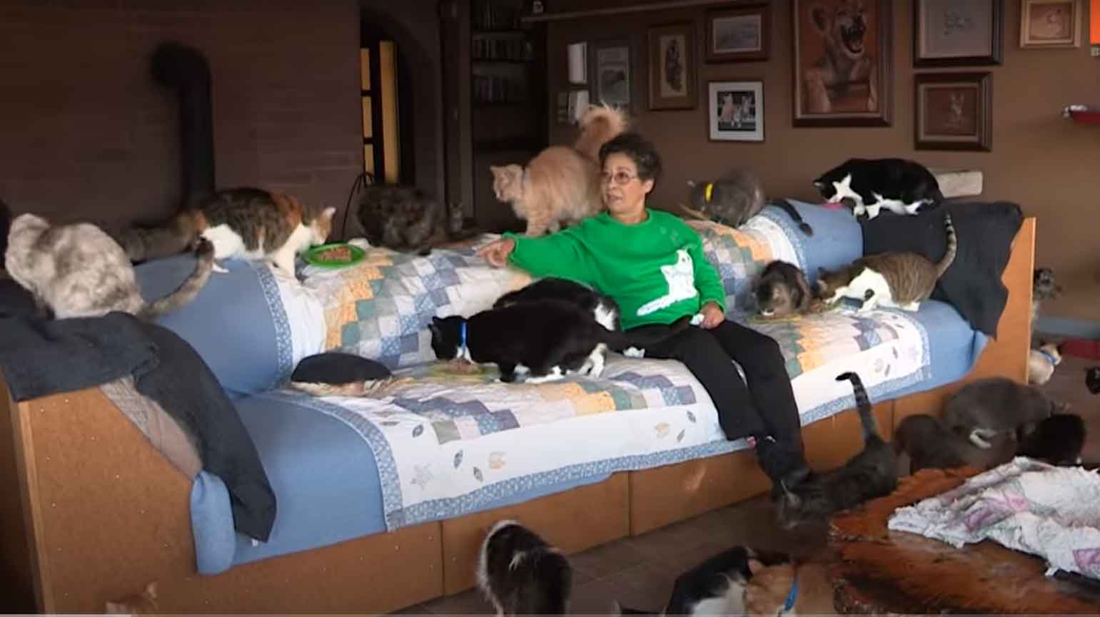 grande-quantidade-de-gatos