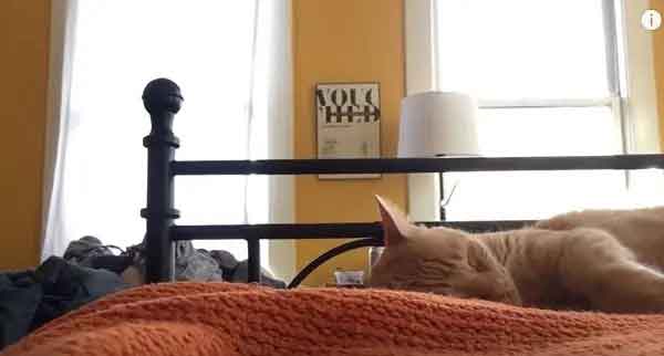 homem-assusta-gato