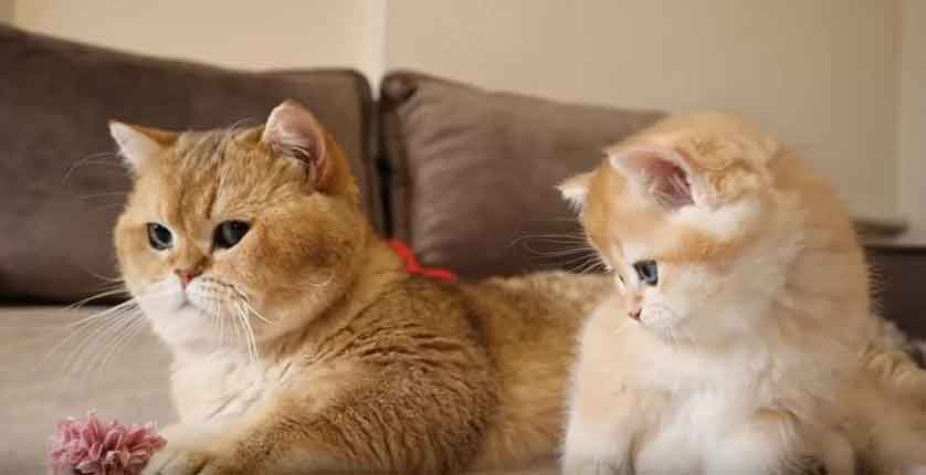 papai-gatinho-conhece-filhote