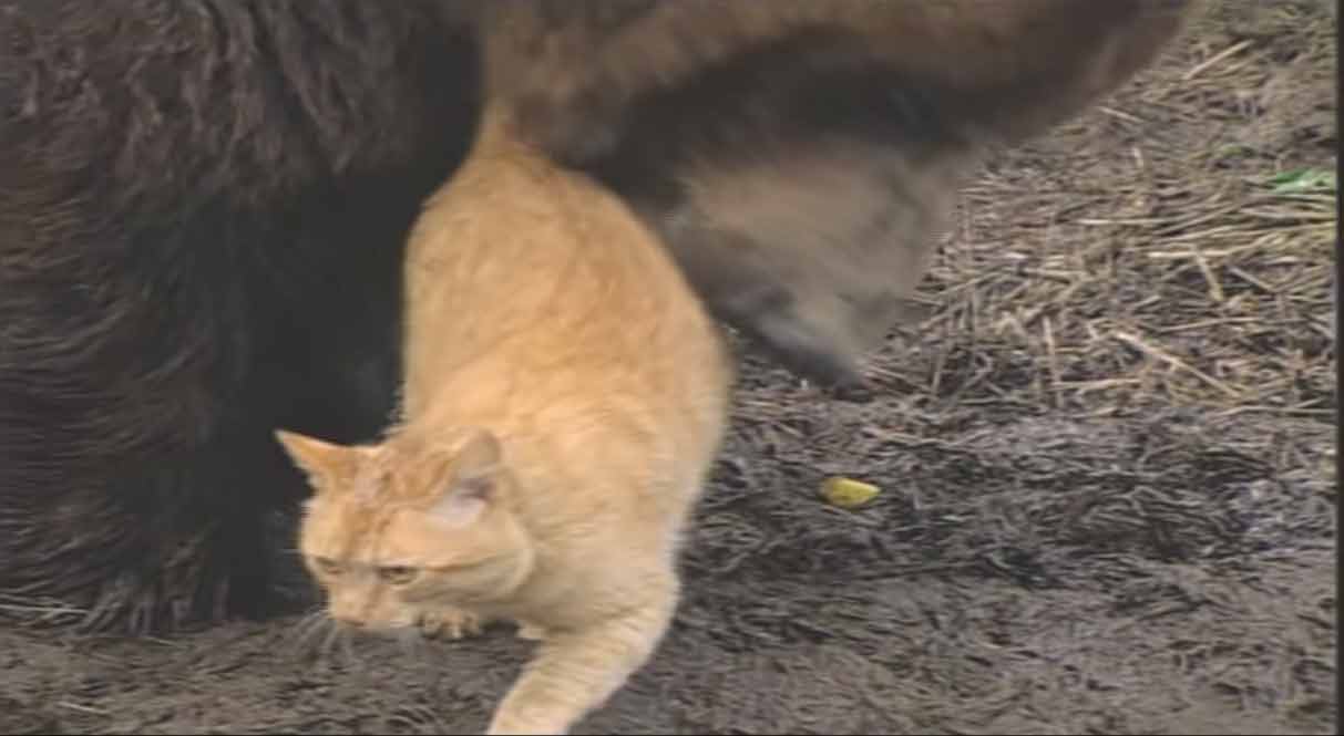 Amizade-entre-gatinho-e-urso-gigante-fotos