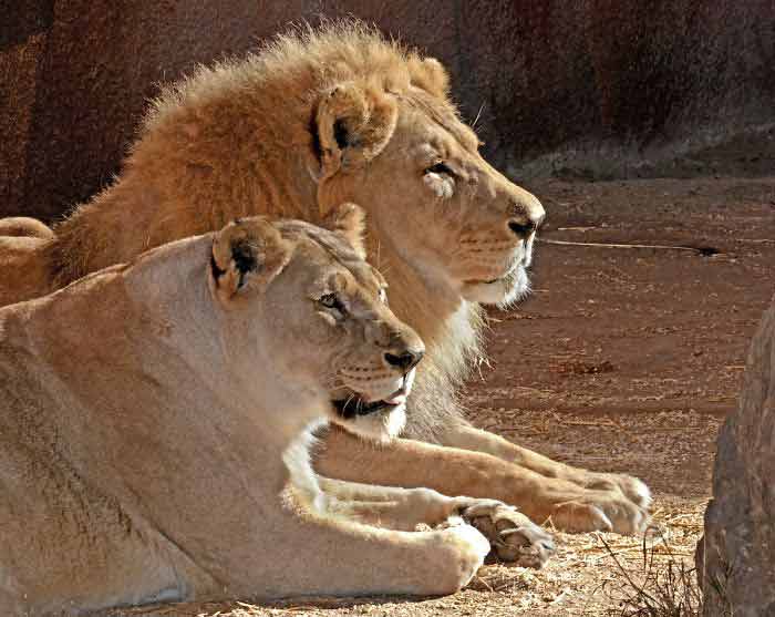 Casal-de-leões-idosos-são-sacrificados-juntos