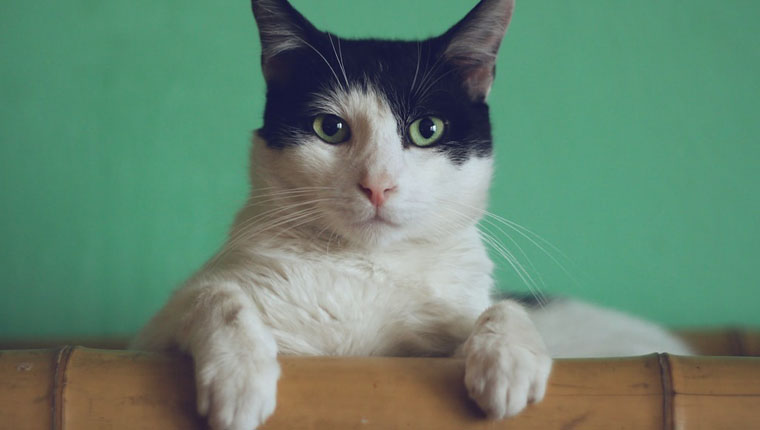 Depressão em gatos como identificar