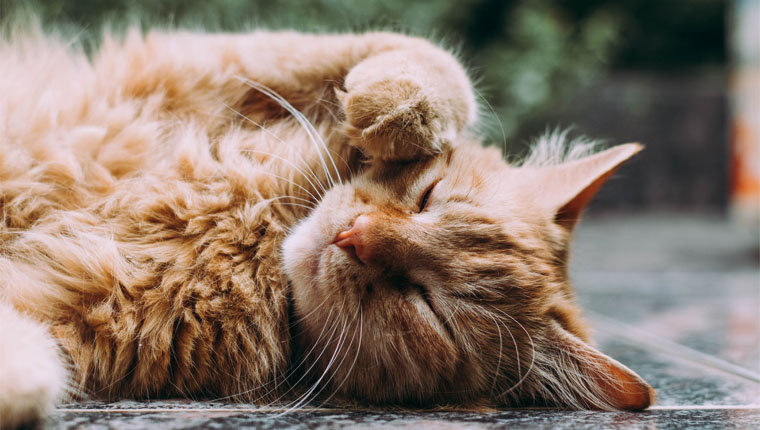 Depressão em gatos cuidados