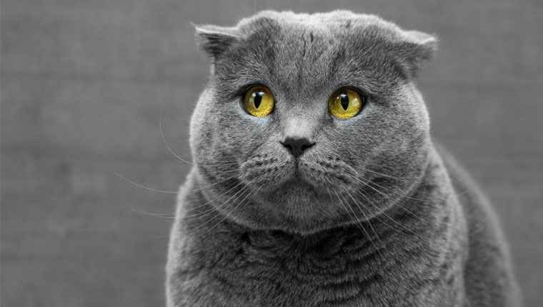 Depressão em gatos o que fazer