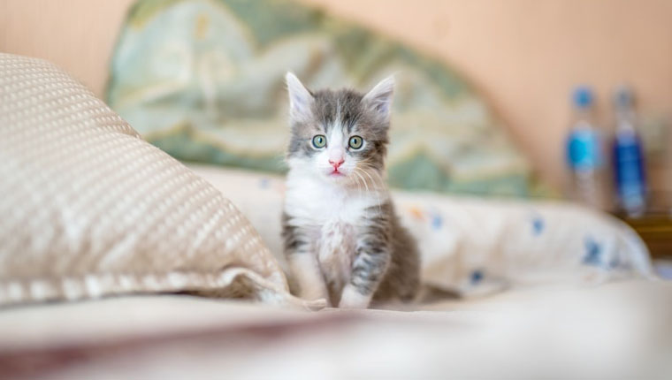 Depressão em gatos remédio