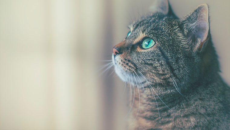 Depressão em gatos tratar
