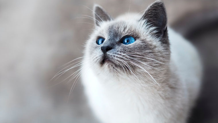 Depressão em gatos veterinário