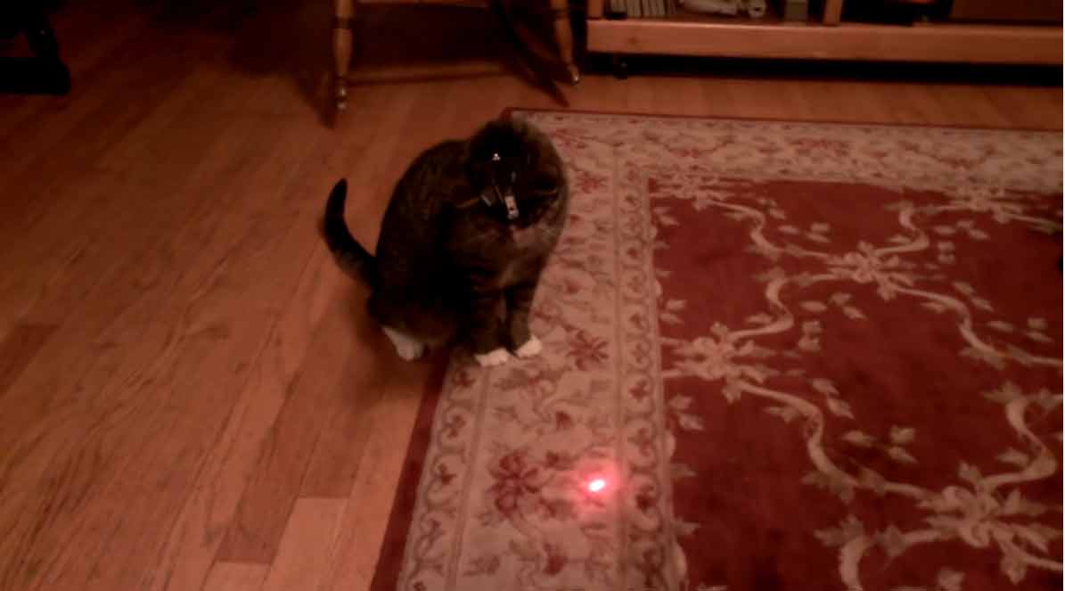 Dono-prende-laser-gatinho