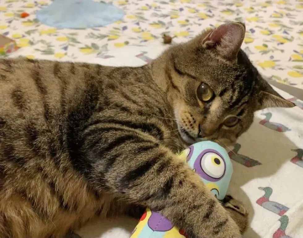 Final-feliz-para-um-gatinho-cego-amoroso