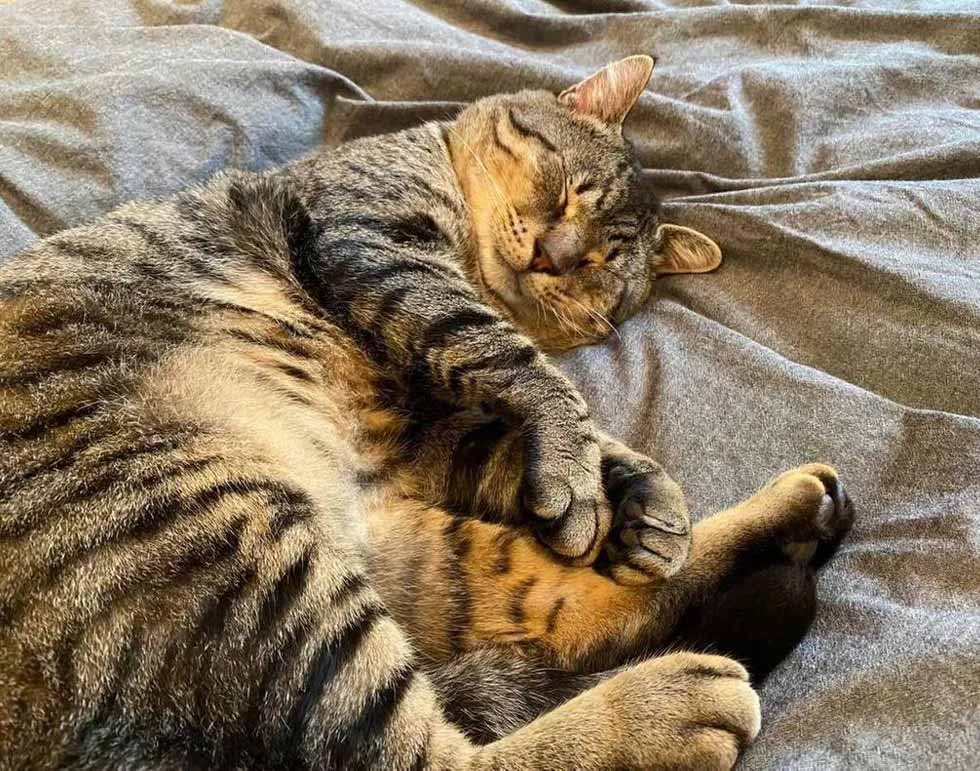Final-feliz-para-um-gatinho-cego-fotos