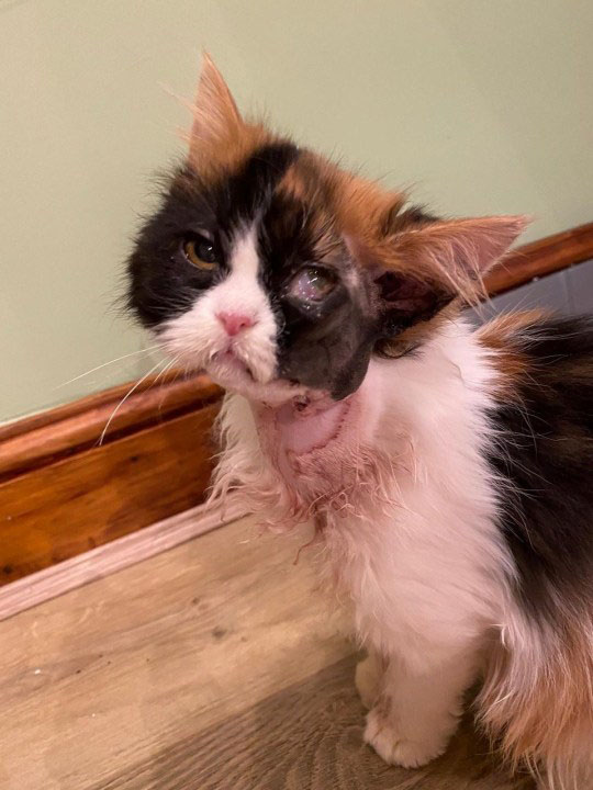 Gatinha abandonada à beira da morte sobrevive
