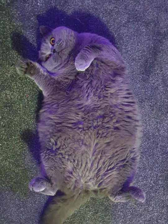 Gatinha-gorda-não-passa-mais-pela-portinha