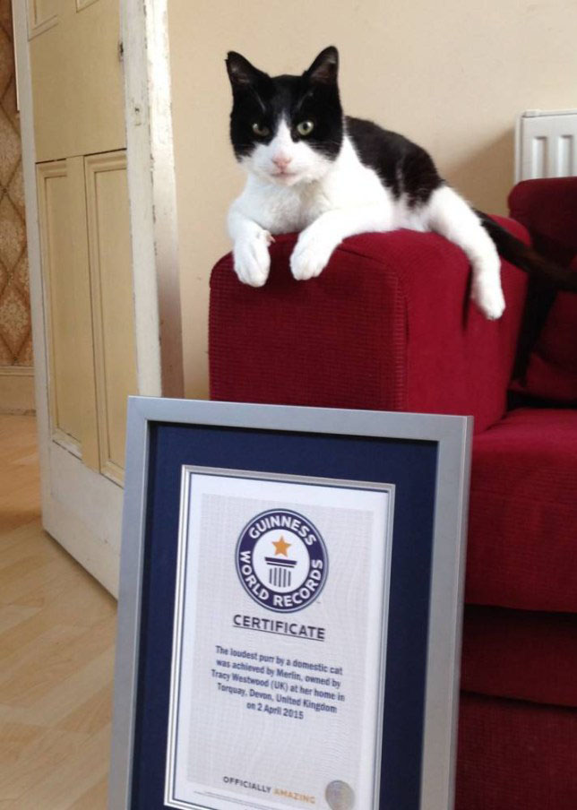 Gatinho bate o recorde mundial ronronar mais alto
