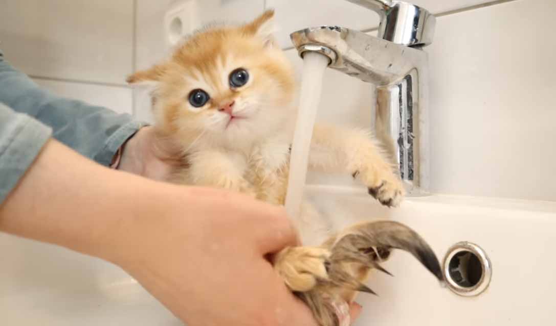 Gatinho-chama-a-mãe-banho