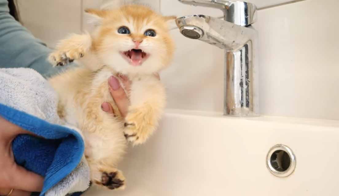Gatinho-chama-a-mãe-durante-o-banho