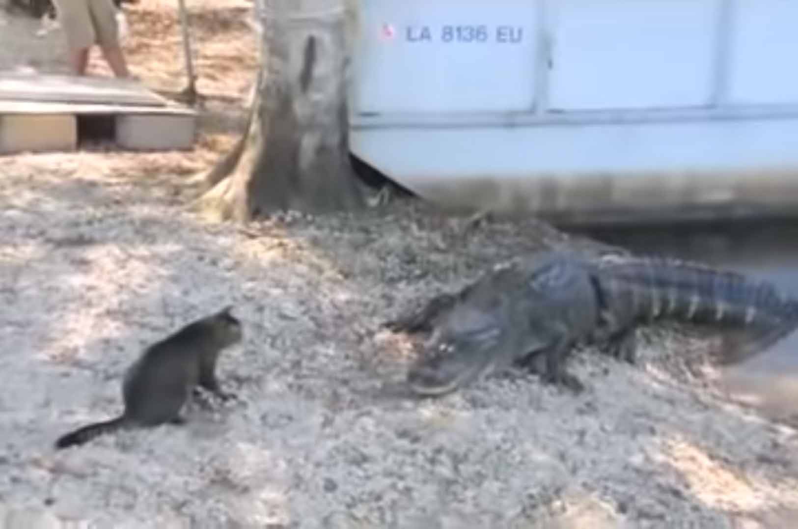 Gatinho-coloca-crocodilos-para-correr-em-vídeo