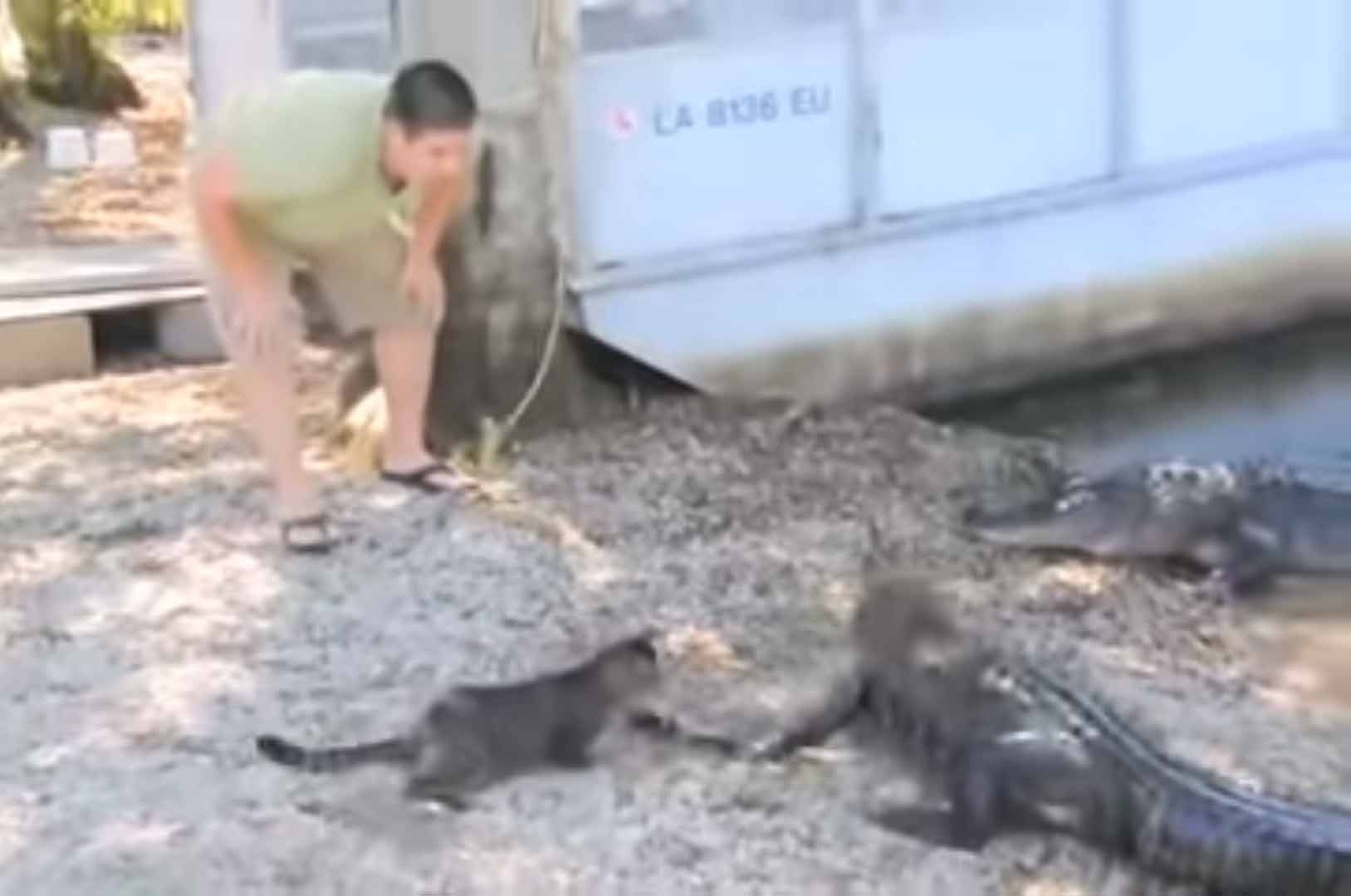 Gatinho-coloca-crocodilos-para-correr