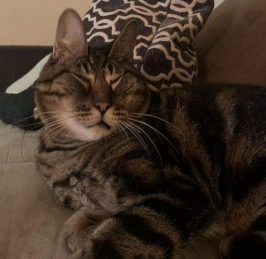 Gatinho com cara engraçada fotos