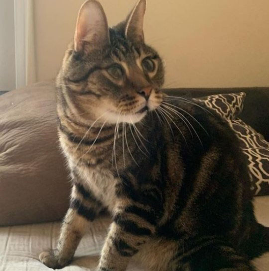 Gatinho com cara engraçada imagens