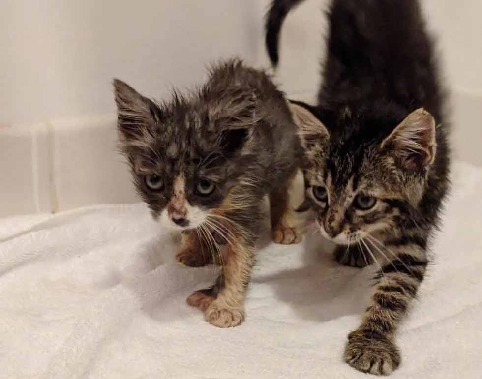 Gatinho-com-polegares-mãos