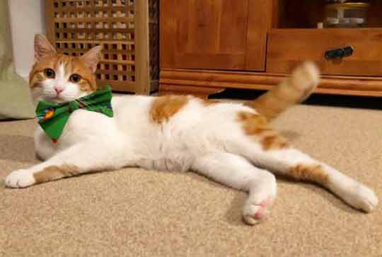 Gatinho-de-três-patas-se-torna-modelo-fotos