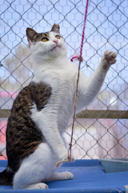 Gatinho demoníaco encontra lar