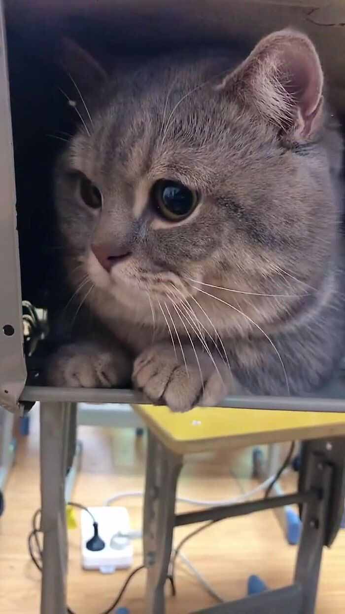 Gatinho-fica-quietinho-na-sala-de-aula-ficar-com-dona