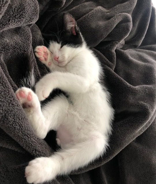 Gatinho foi abandonado por ser brincalhão