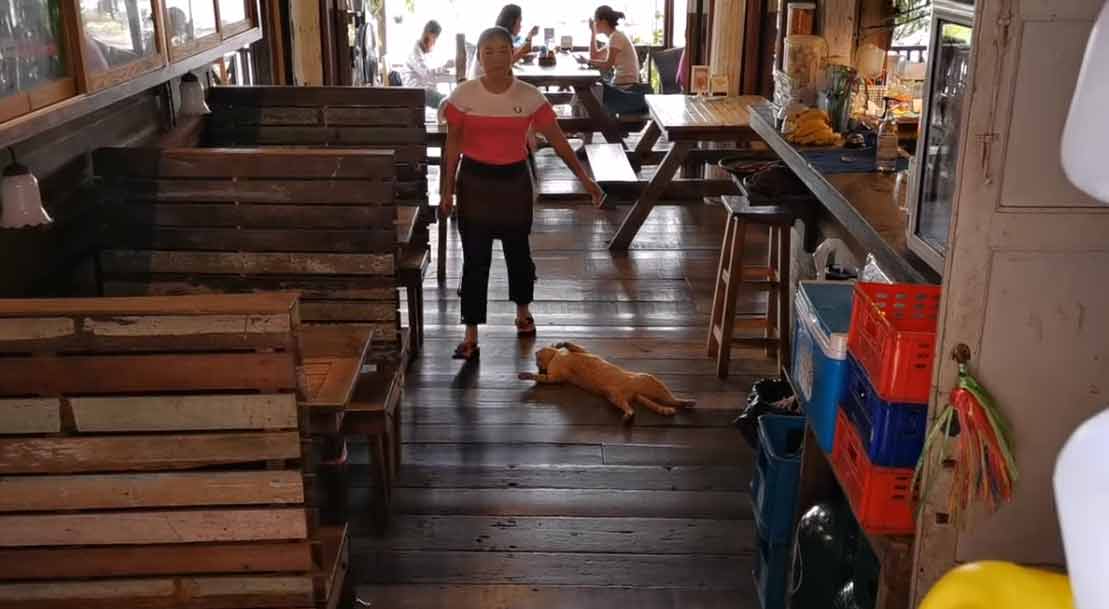 Gatinho-folgado-dorme-no-meio-de-restaurante