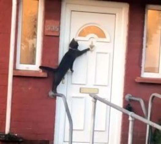 Gatinho mais educado batendo na porta