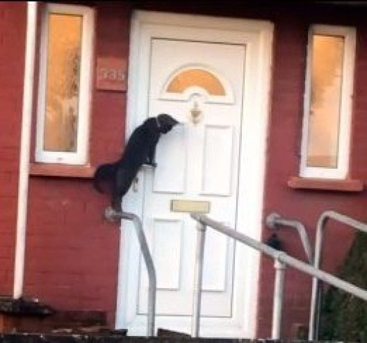 Gatinho mais educado é flagrado batendo na porta
