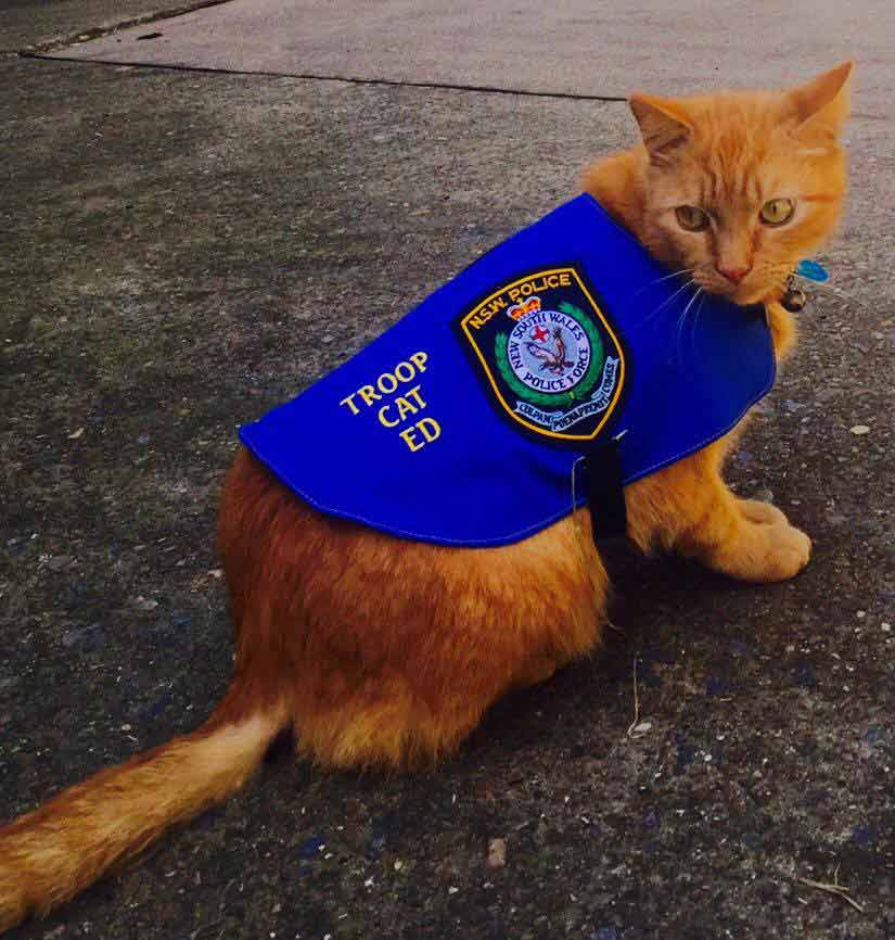 Gatinho-policial-dorme-enquanto-ratos