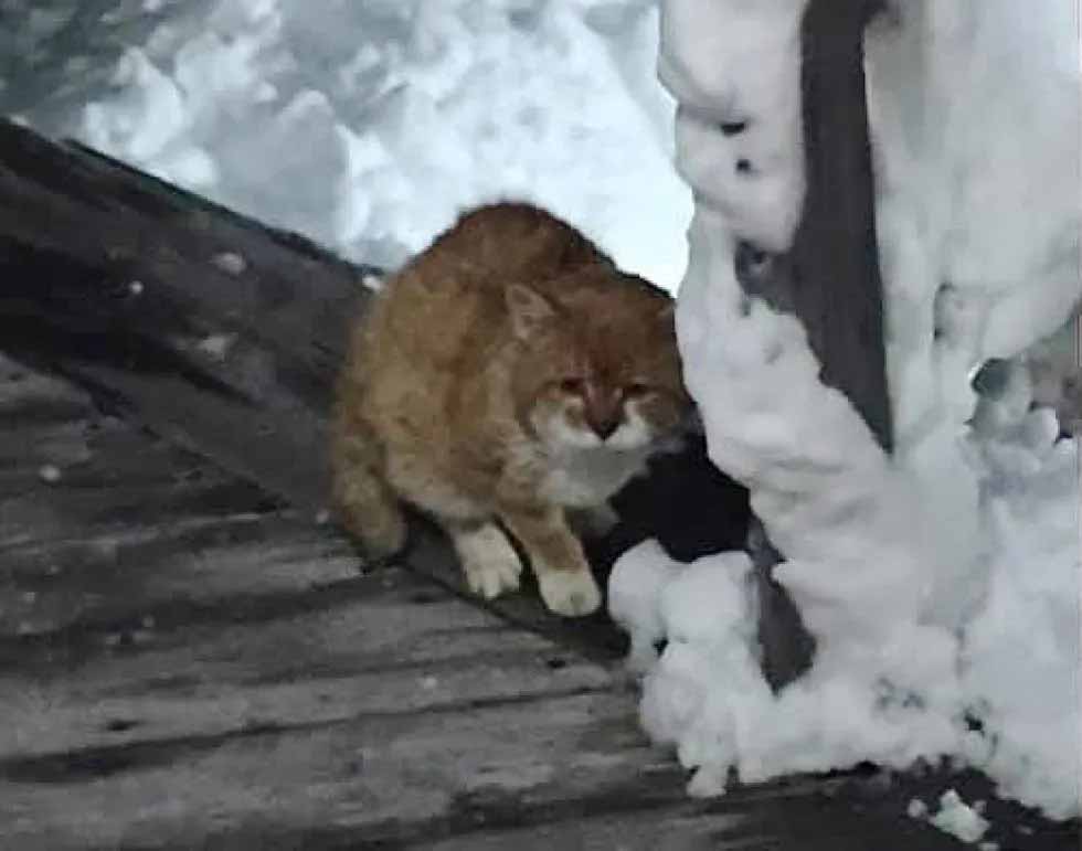 Gatinho-triste-com-três-patas-lar