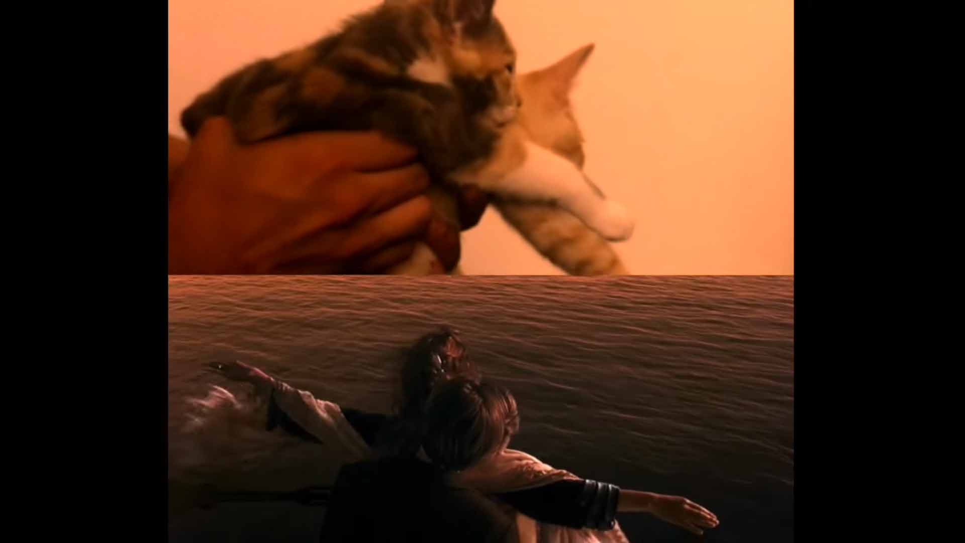 Gatinhos-protagonizam-Titanic