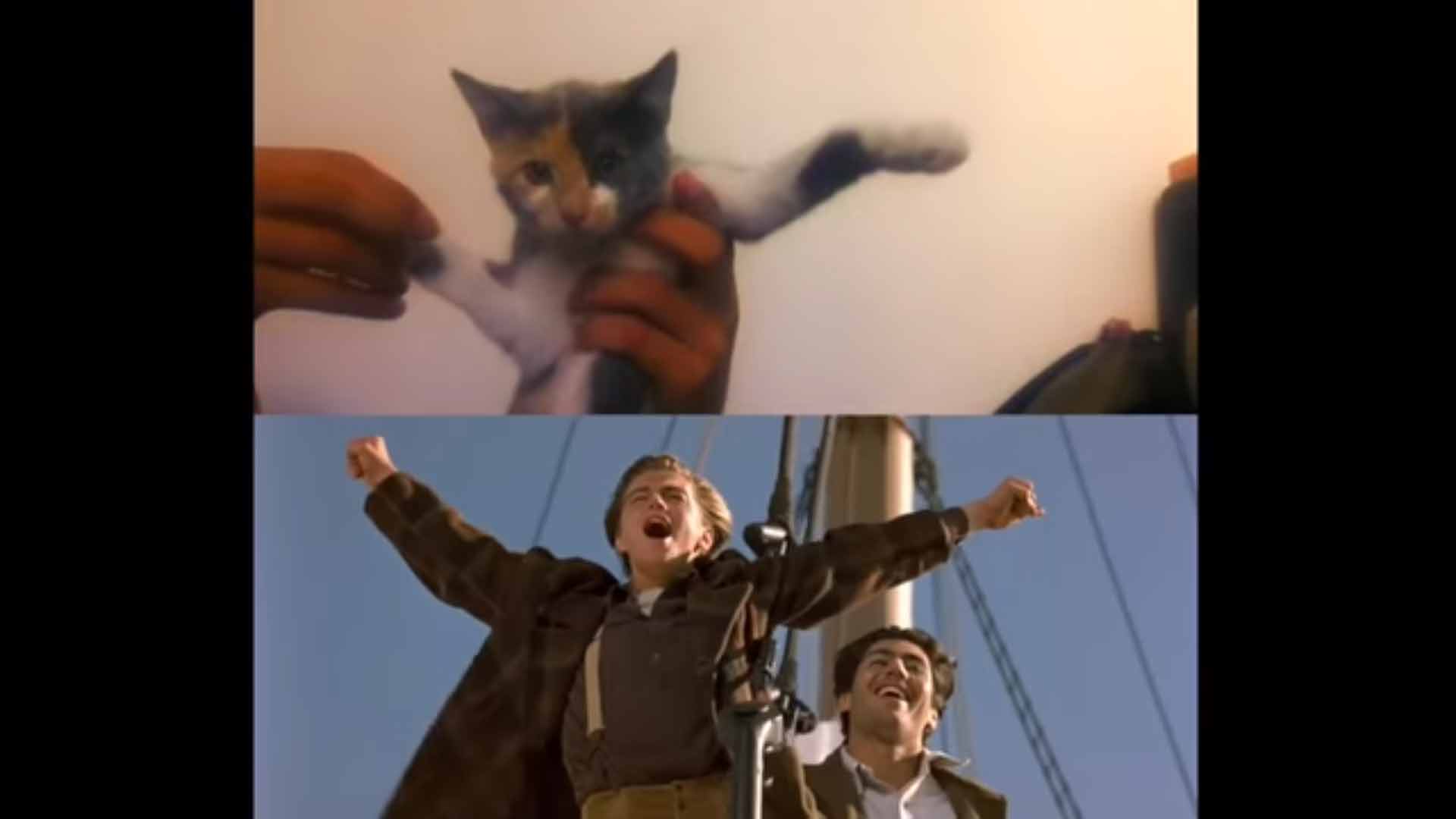 Gatinhos-protagonizam-cenas-de-Titanic