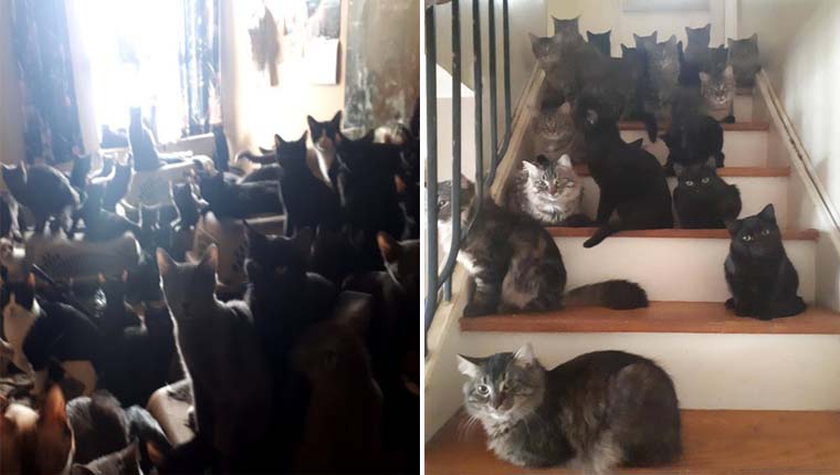 Mais de 300 gatinhos em apartamento