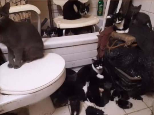Mais de 300 gatinhos foram resgatados