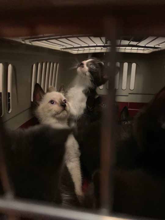 Mais de 300 gatinhos resgatados