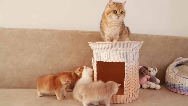 Mamãe-gatinha-tenta-organizar-filhotes